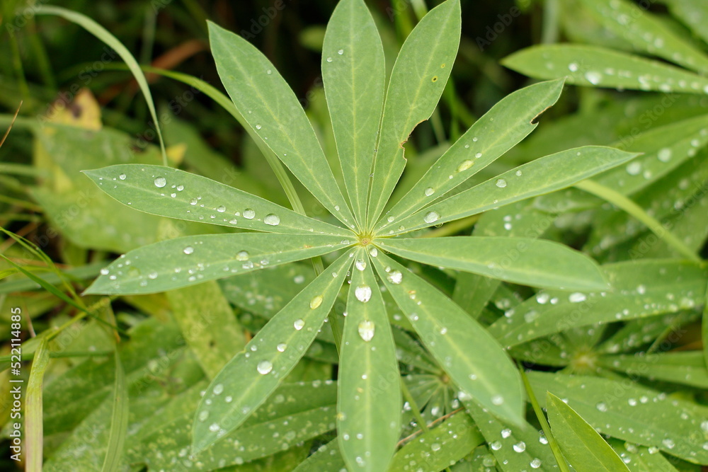 Raindrops on green grass leaves Raindrops on green grass leaves