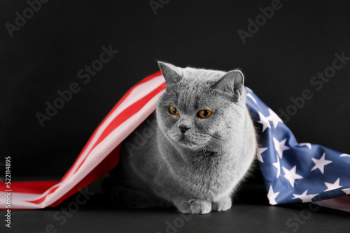 Cat and usa flag on isolation