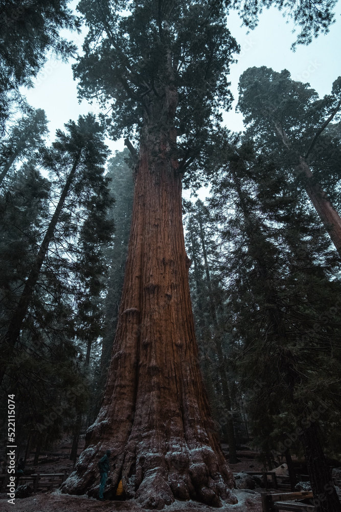Fototapeta premium Sequoia park II