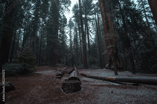 Sequoia park III