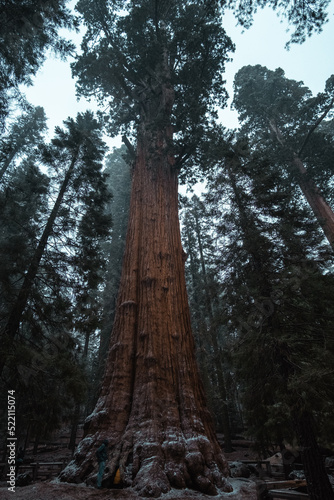 Sequoia park II © picsonthestreet