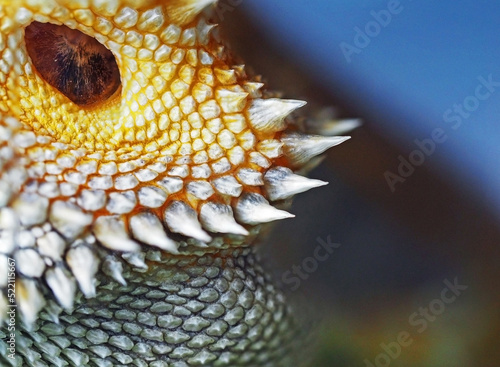 Bearded dragon's spiny beard and ear close up macro photography . Abstraction photo  photo