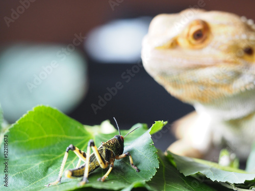 Bearded dragon and it's prey locusta migratoria. Bearded dragon hunting at grasshopper. Close up macro photography 