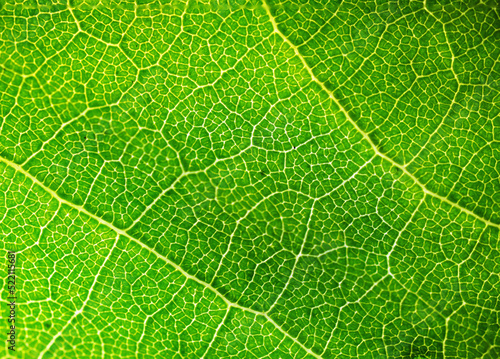 Leaf's nerves closeup macro photography abstract pattern. 