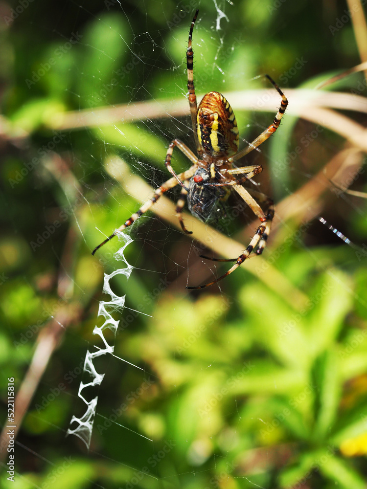 Wasp spider and it's prey. Macro photography of spider Argiope bruennichi eating fly. Wasp spider and it's prey. Macro photography of spider Argiope bruennichi eating fly.
