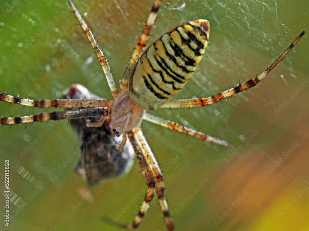 Wasp spider and it's prey. Macro photography of spider Argiope bruennichi eating fly. Wasp spider and it's prey. Macro photography of spider Argiope bruennichi eating fly.