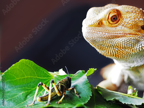 Bearded dragon and it's prey locusta migratoria. Bearded dragon hunting at grasshopper. Close up macro photography 