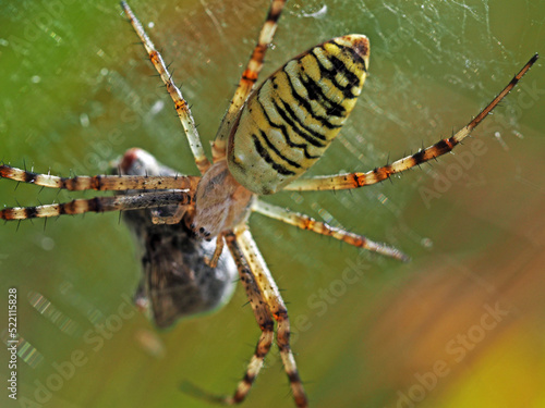 Wasp spider and it's prey. Macro photography of spider Argiope bruennichi eating fly.
