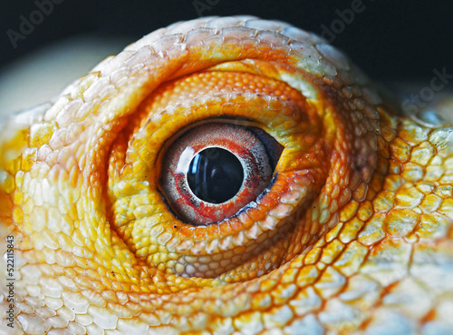 Bearded dragon close up macro photography 