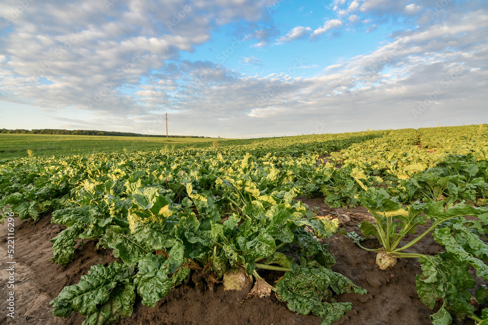 Field of sweet sugar beet growing with blue sky background. Sunset view.