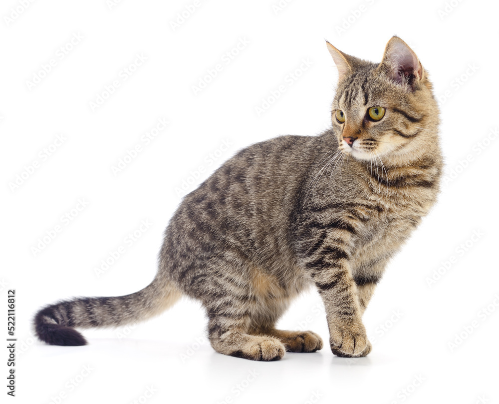 Kitten on white background.