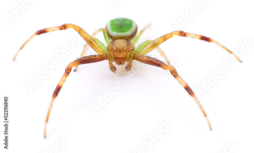 Green house spider.