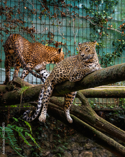 Nice Leopard resting on a tree
