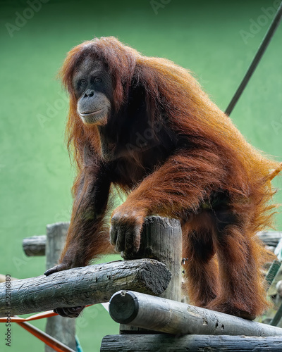 Sumatra gorilla standing on a tree