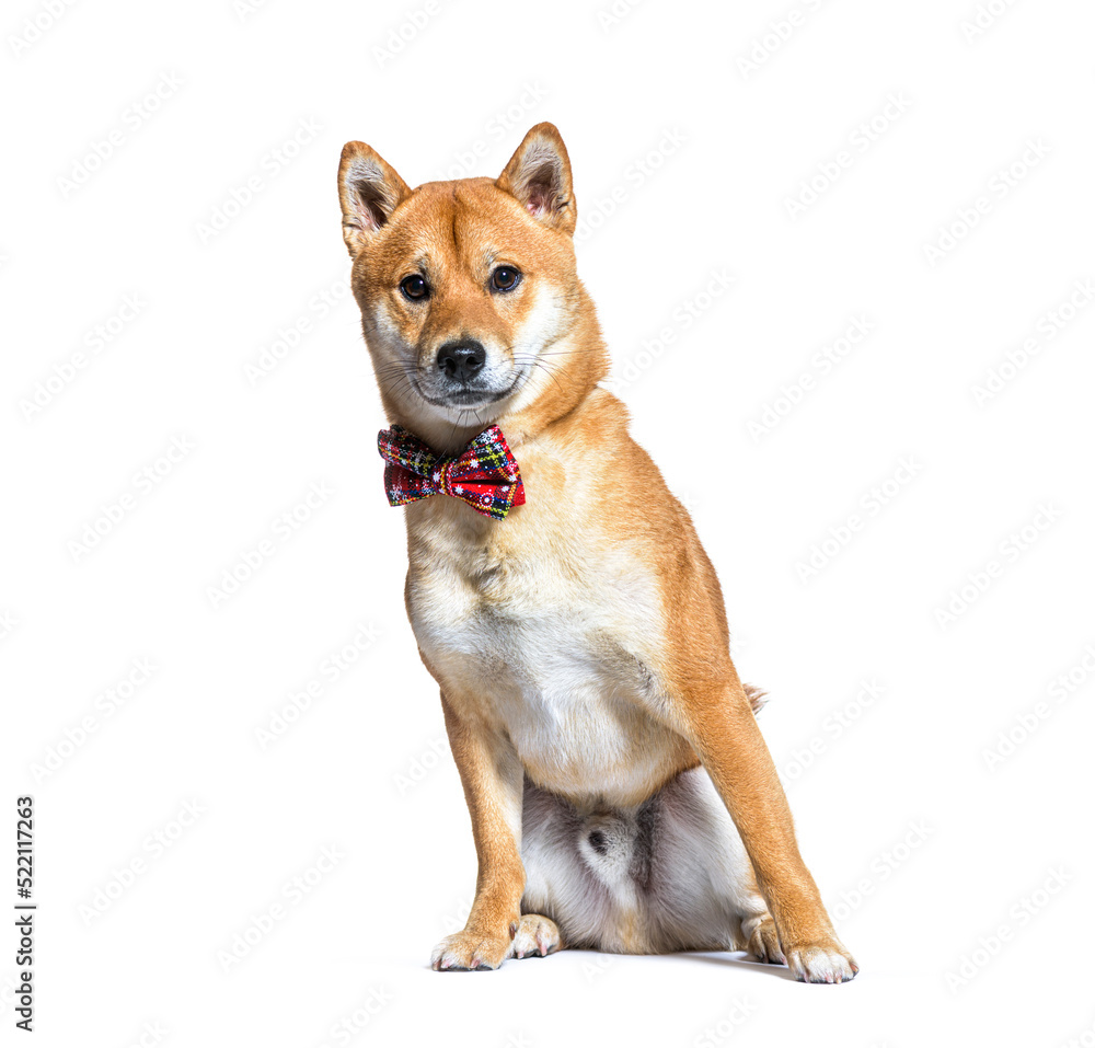 Shiba inu dog wearing a collar dog, sitting, isolated on white