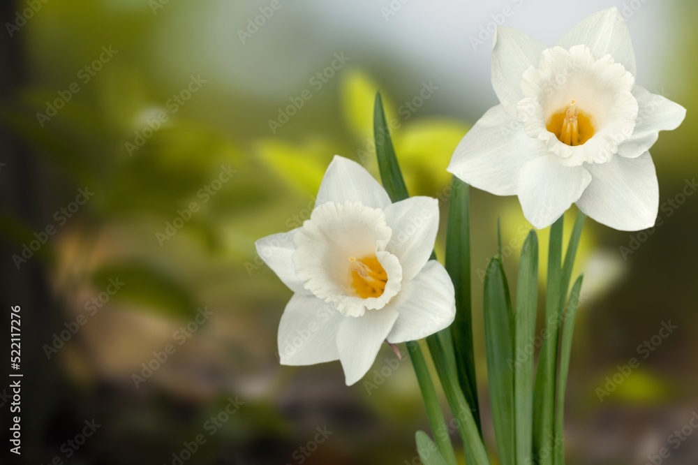 Fresh flowers in the garden, green background Fresh flowers in the garden, green background
