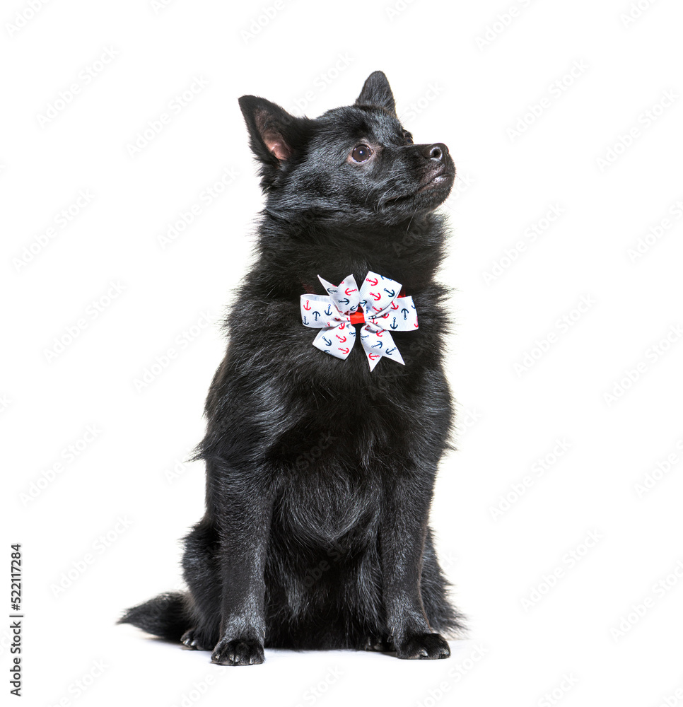 crossbreed dog wearing a collar, sitting, isolated on white crossbreed dog wearing a collar, sitting, isolated on white