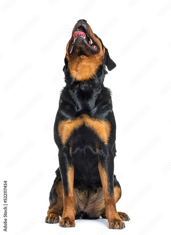 Fototapeta premium Young Rottweiler sitting in front and looking up, showing tongue
