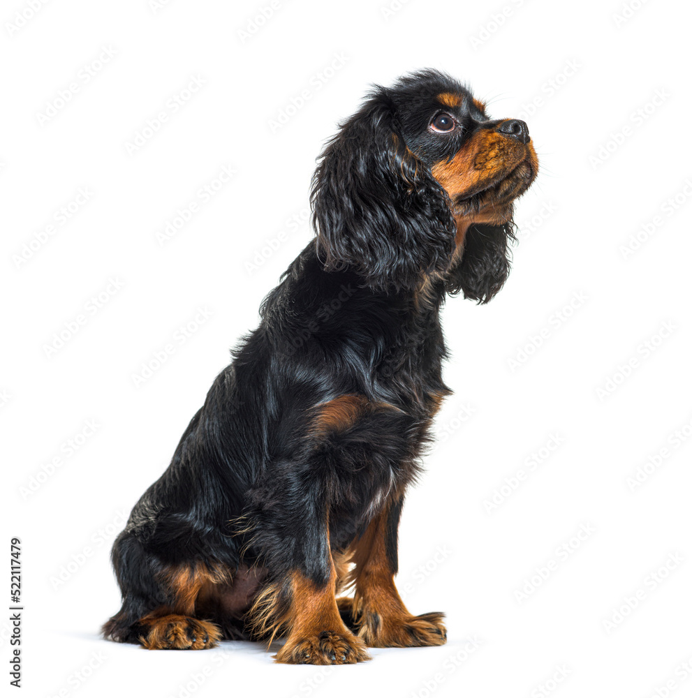 Side view of a Black-and-tan Young Cavalier King Charles Spaniel