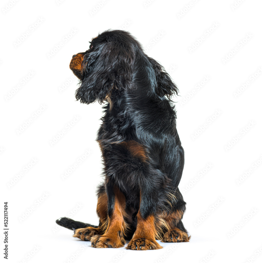 Young Cavalier King Charles Spaniel Black-and-tan, looking back, Young Cavalier King Charles Spaniel Black-and-tan, looking back,