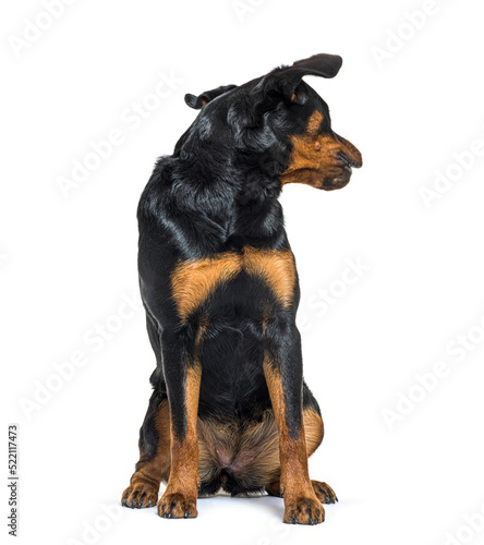 Black-and-tan Young Rottweiler sitting in front and looking back