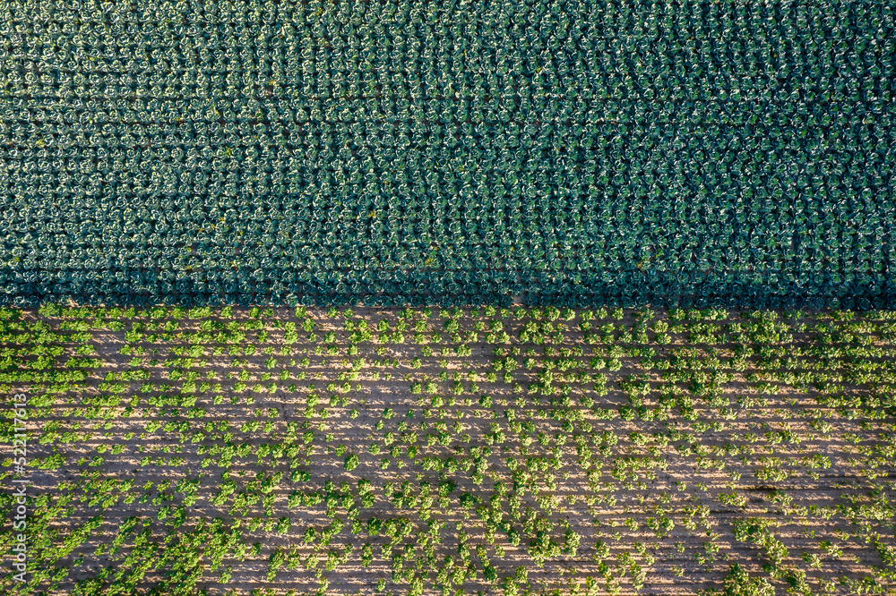 Kolorowe pola uprawne widziane z góry, rolniczy krajobraz polskiej wsi.  - obrazy, fototapety, plakaty 