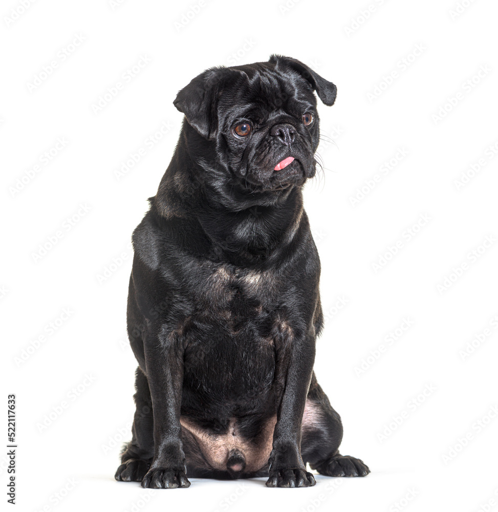 Black Pug dog sit in front, showing its tongue, isolated on whit