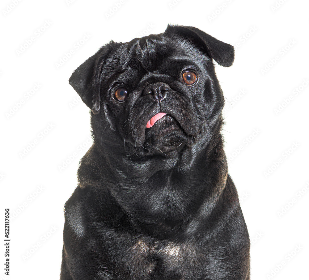 portrait of a Black Pug dog facing, showing its tongue, isolated
