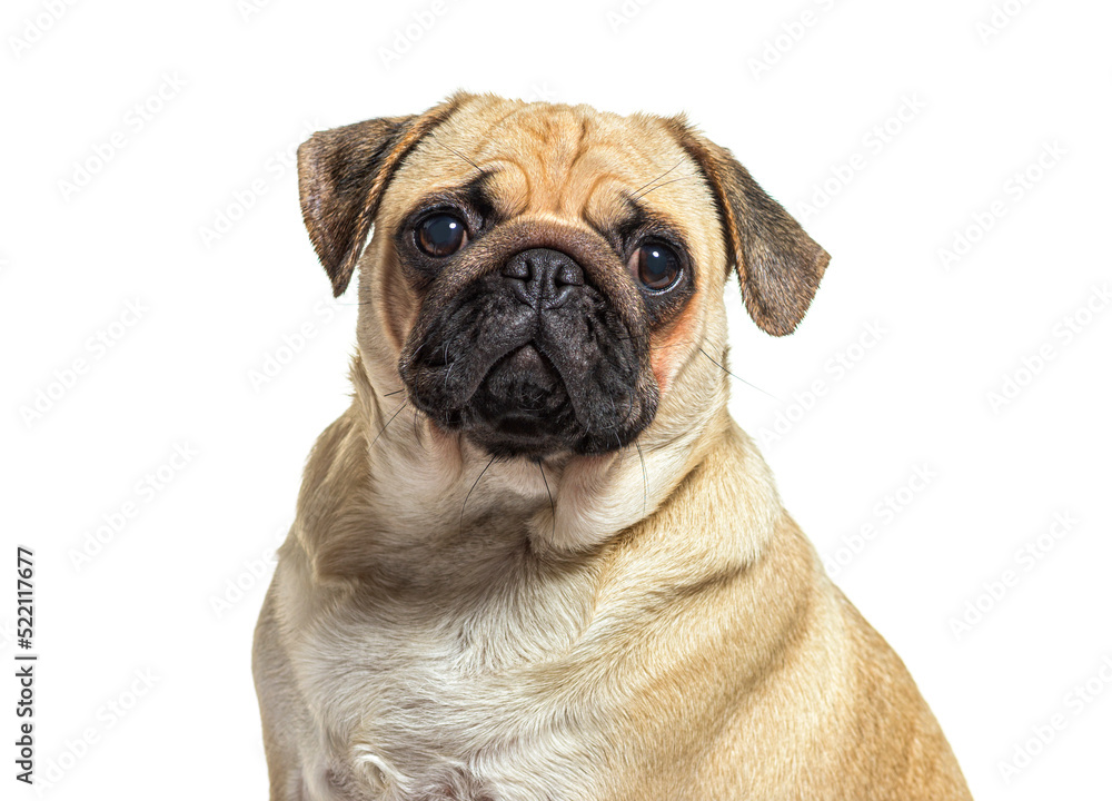 portrait head shot of a one year pug, isolated on white