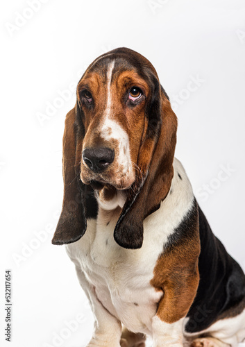 Head shot of a Basset hound, isolated on white