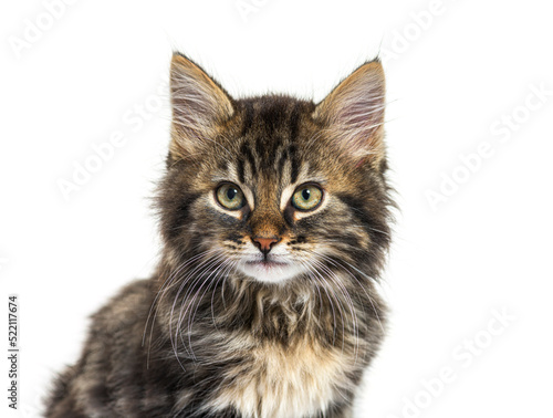 Portrait of a Kitten crossbreed cat, isolated on white