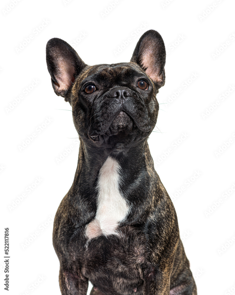 portrait head shit of a dark brindle french bulldog looking up p