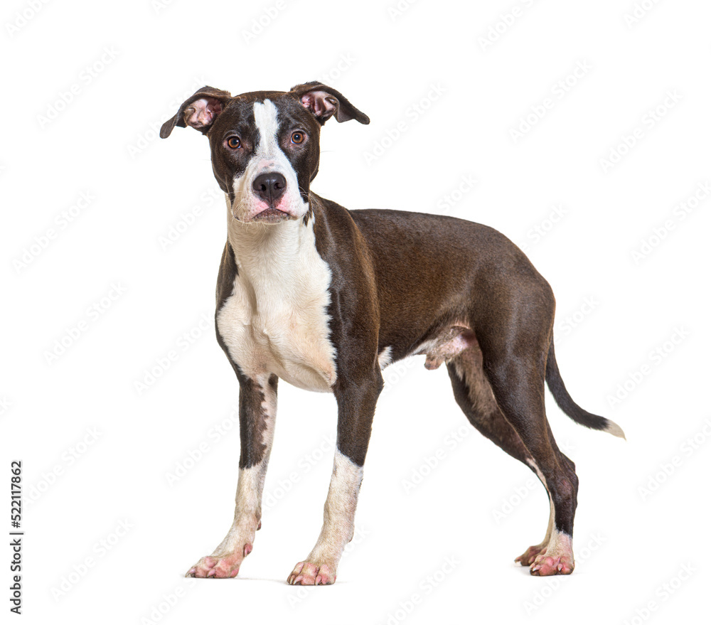 Amstaff standing in front, isolated on white