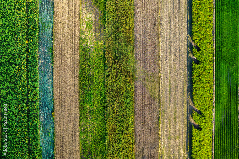 Kolorowe pola uprawne widziane z góry, rolniczy krajobraz polskiej wsi.  - obrazy, fototapety, plakaty 