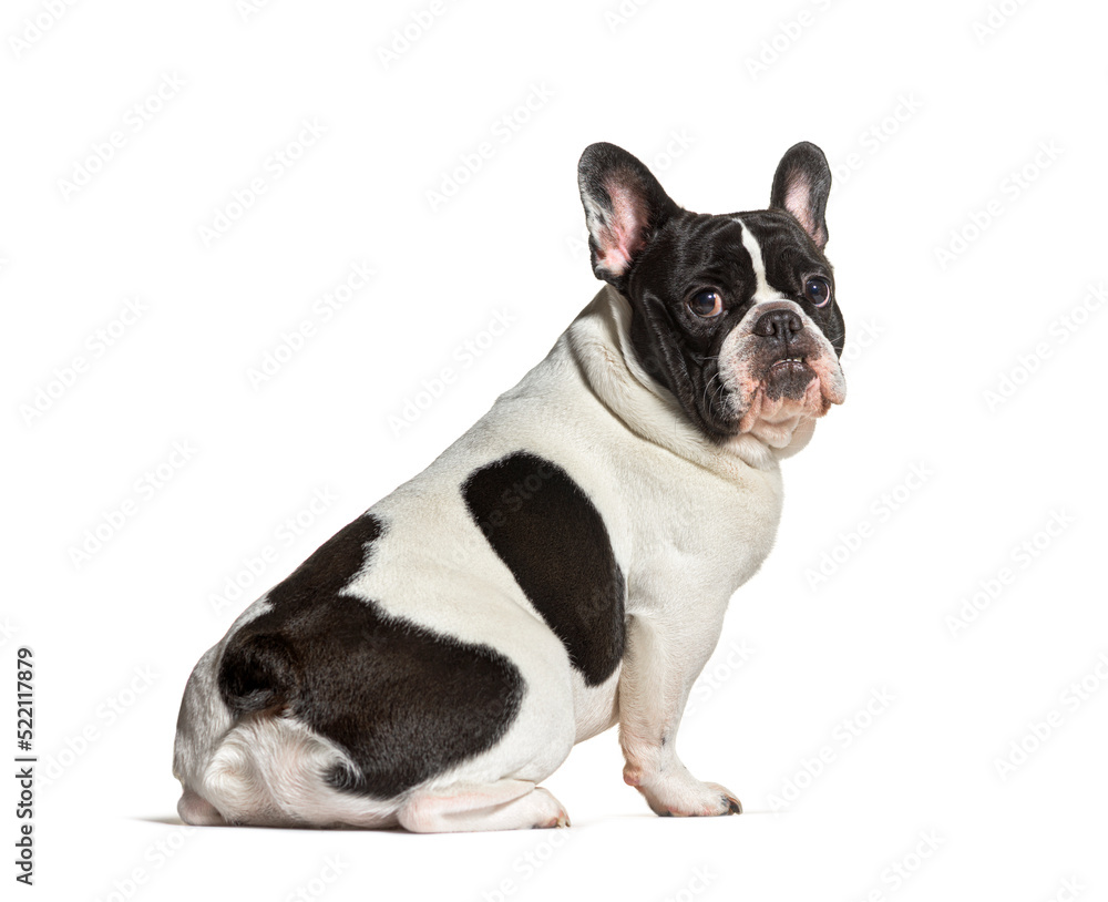 Side view of a Black and white French Bulldog, isolated on white