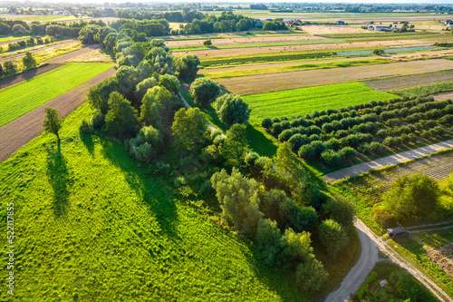 Fototapeta Naklejka Na Ścianę i Meble -  Kolorowe pola uprawne widziane z góry, rolniczy krajobraz polskiej wsi. 