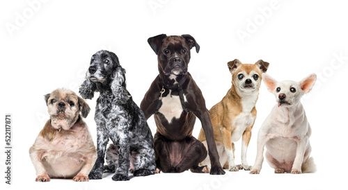 Canvas Print Group of sick, blind, injured, disabled dogs and cat standing in