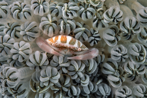 Swimming crab, Lembeh Strait, Papua, Indonesia 