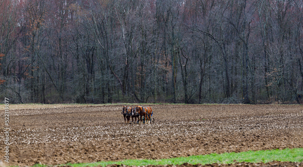 Obraz premium Amish man with team of horses plowing his field with trees in the background | Holmes County, Ohio
