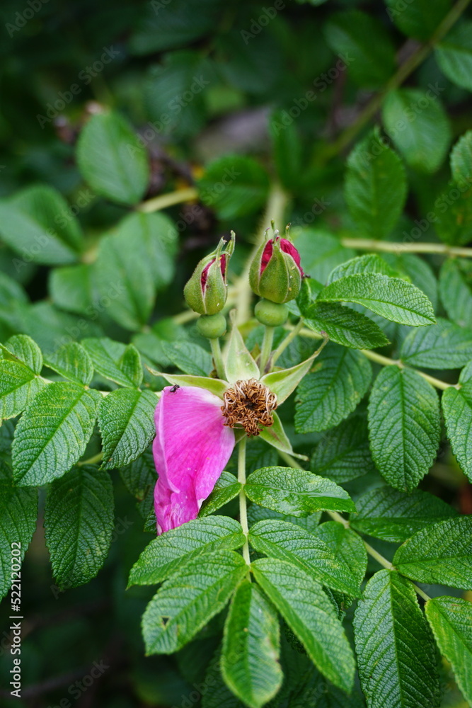 Close up of rose hip flowers with blurred background. Green bush leaves. Macro Close up of rose hip flowers with blurred background. Green bush leaves. Macro