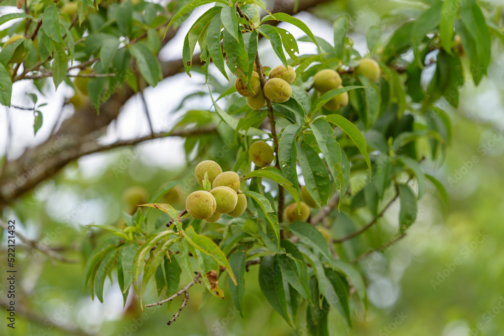 Hana peach fruit on the tree