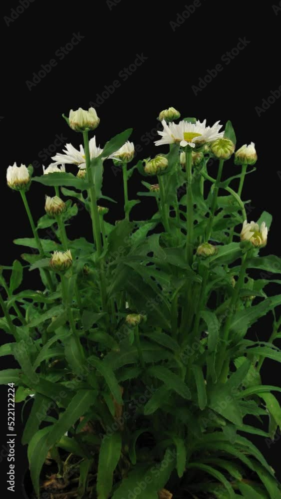 Time lapse of growing and opening white and yellow Daisy flowers (Matricaria chamomilla) isolated on black background, vertical orientation Time lapse of growing and opening white and yellow Daisy flowers (Matricaria chamomilla) isolated on black background, vertical orientation