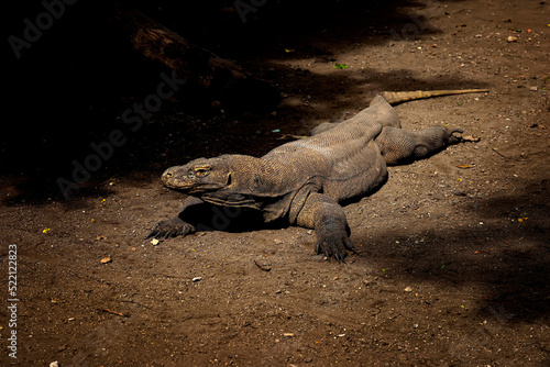 Komodo Dragon. The largest lizard in the world. The Komodo dragon is an animal protected by the Indonesian government.