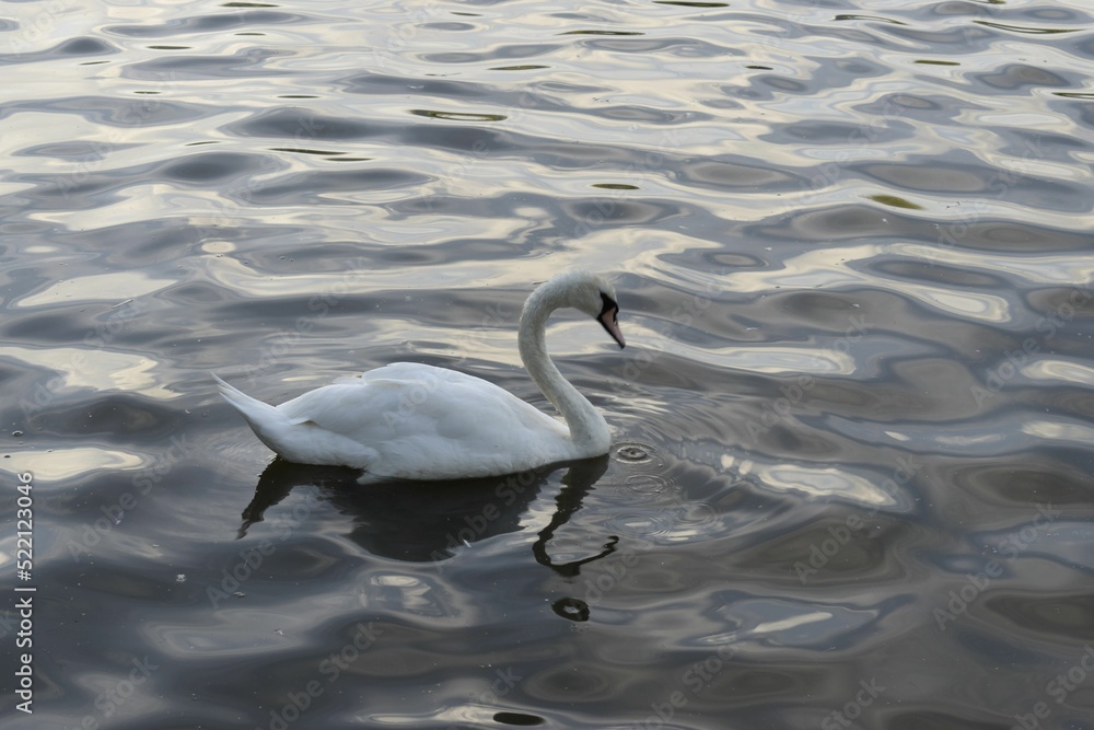 Fototapeta premium swan on the lake