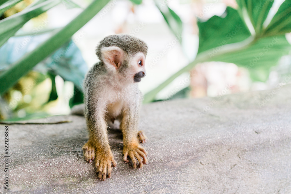 Obraz premium squirrel monkey on tree