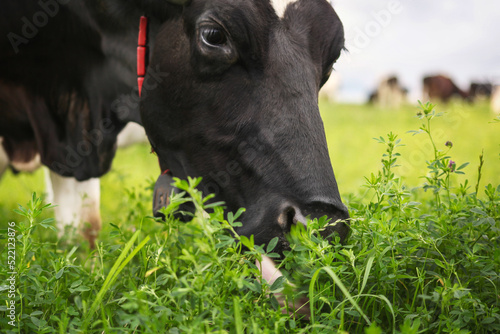 The head of a black cow that eats clover on a green meadow. © наталья саксонова