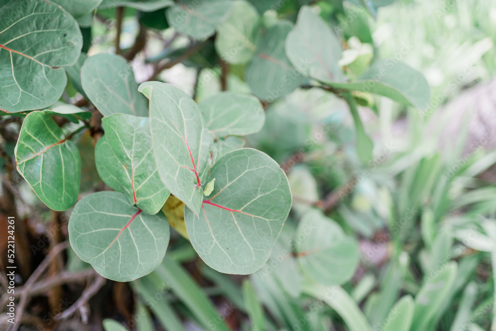 Obraz premium close up of green plant