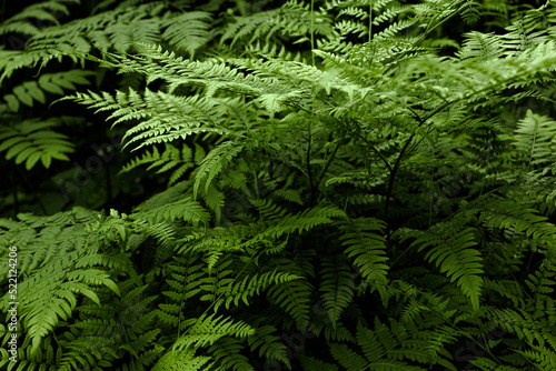 Ferns in the forest. Natural wild tropical floral textured fresh green leaves fern background.