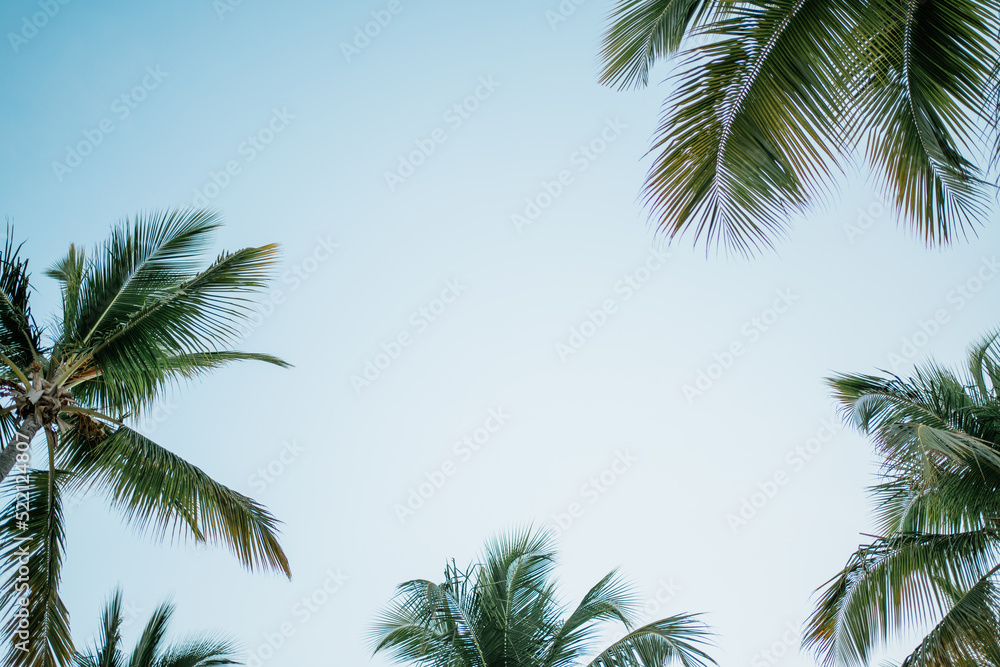 palm tree and blue sky palm tree and blue sky