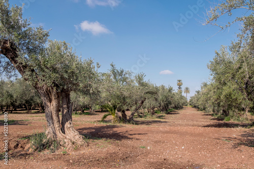 Alte Olivenb  ume  Olea europaea   Marokko